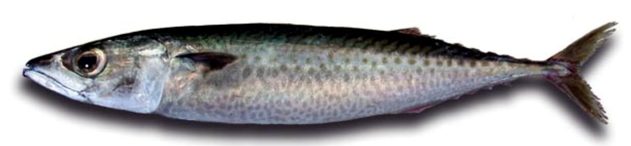 Scomber colias_03.jpg